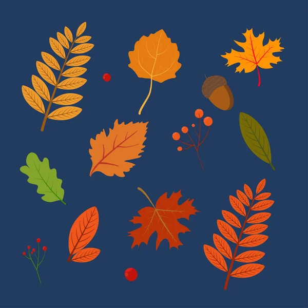 Different Autumn Leaves Set — Stock Vector