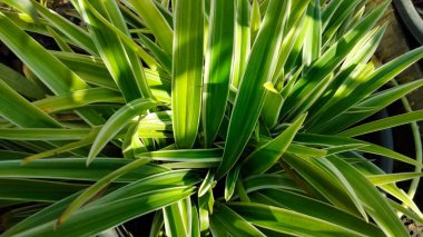 Yoğun ve yapraklarında beyaz çizgiler olan küçük yapraklı yeşil bitki. 