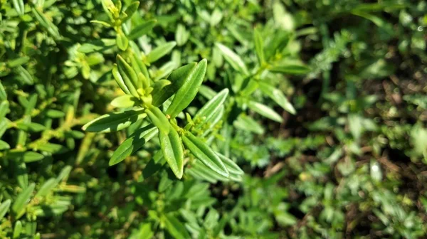 Small leafy green plant