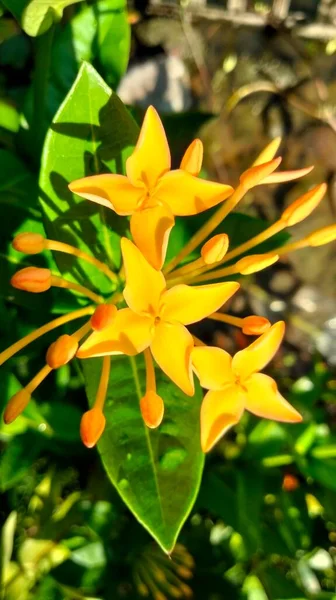 Creative Layout Made Green Leaves Yellow Flower Flat Lay Nature — Stock Photo, Image