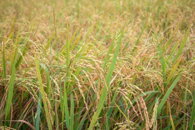 Kırsalda pirinç tarlası