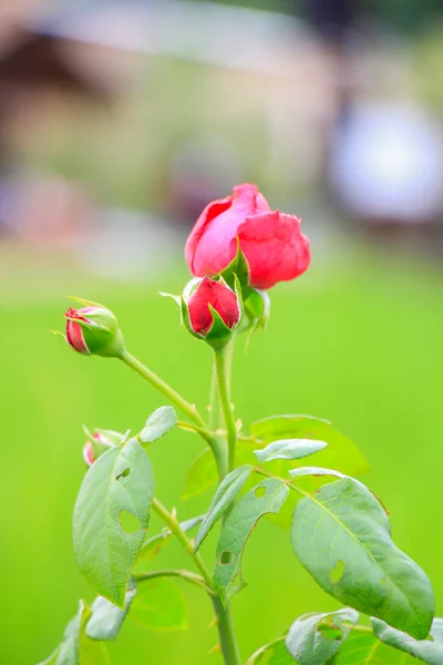 Bahçede Kırmızı Gül Çiçeği — Stok fotoğraf