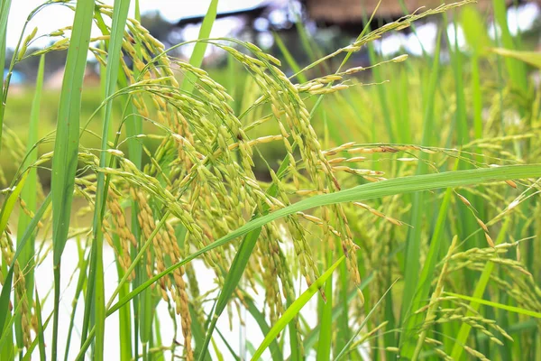 Зеленое Рисовое Поле Таиланде — стоковое фото