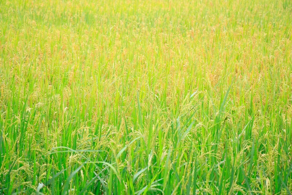 Green Rice Field Thailand — Stock Photo, Image