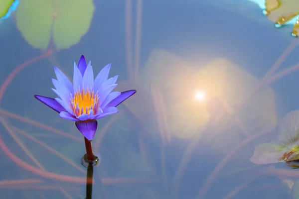 水に浮かぶ美しい蓮の花 — ストック写真