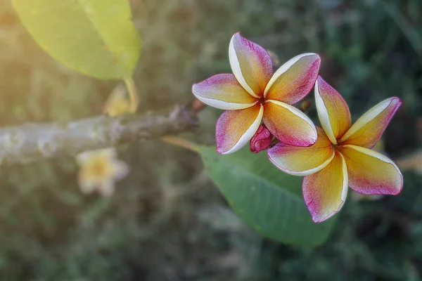 Schöne Rosa Plumeria Blume Garten — Stockfoto