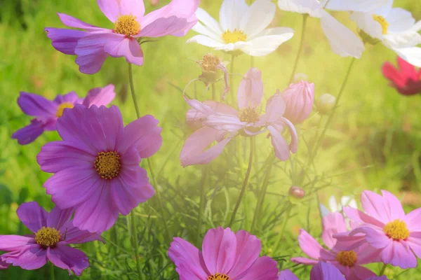 Fleurs Cosmos Dans Jardin — Photo