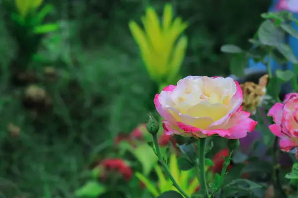 花园里美丽的粉红花朵 — 图库照片