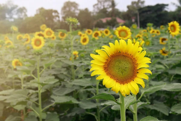 Schöne Sonnenblumen Wachsen Feld Flora — Stockfoto