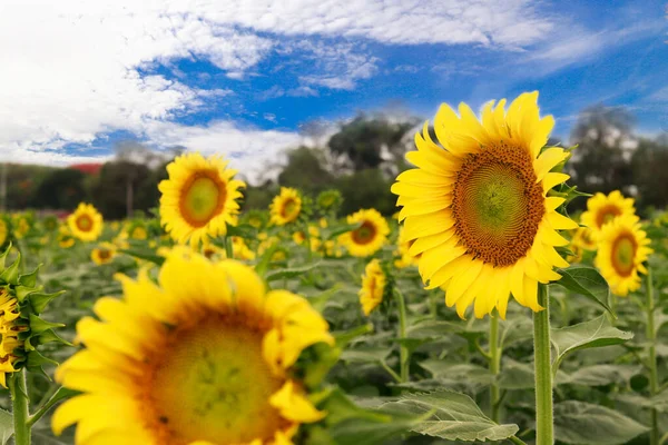 Sunflower Field Summer — Stock Photo, Image