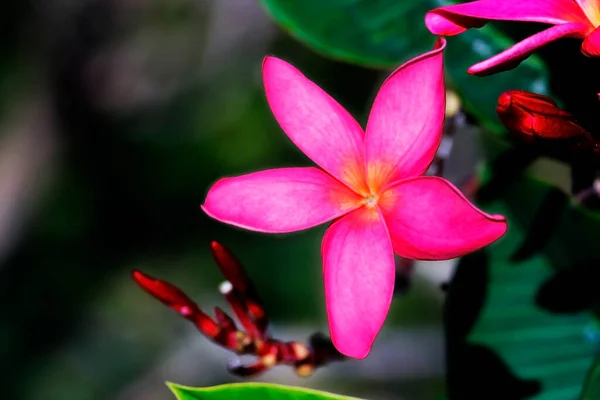Schöne Rosa Orchideenblume Garten — Stockfoto