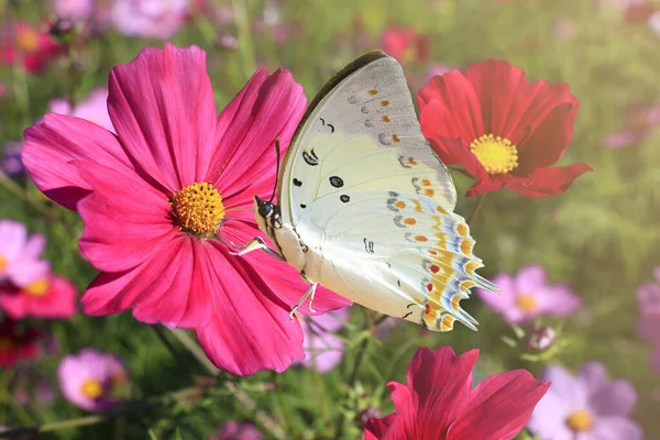Farfalla Fiore Foto Stock