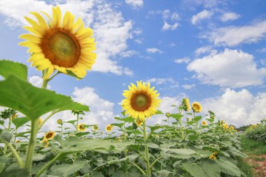 Yazın ayçiçeği tarlası