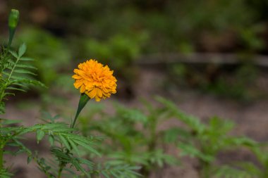 Bahçedeki güzel sarı çiçek
