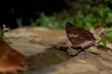 Yaprağın üzerinde kelebek