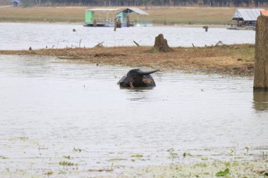 Suda bir grup köpek.
