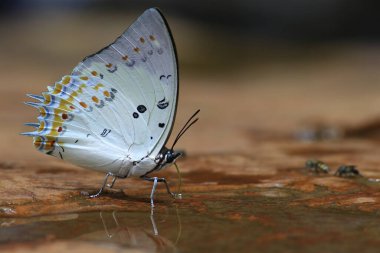 Bir çiçeğin üzerindeki kelebeğin yakın çekimi