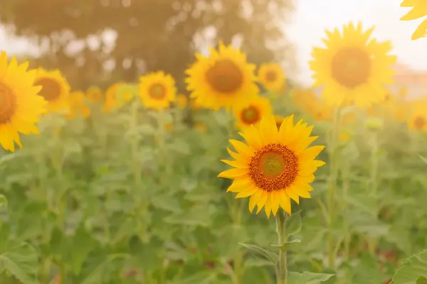 Sunflower Field Summer — Stock Photo, Image