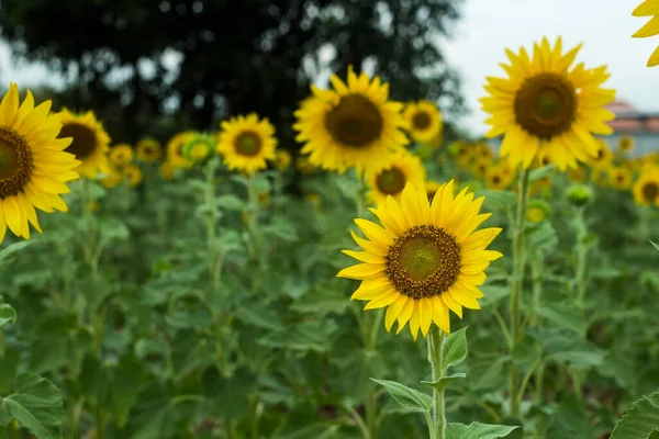 Beautiful Yellow Sunflower Field — Stock Photo, Image