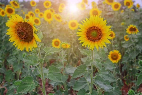 Sunflower Field Summer — Stock Photo, Image