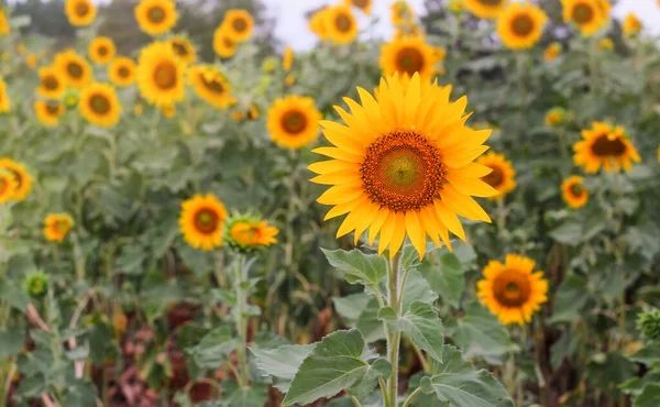 Beautiful Sunflower Field Summer — Stock Photo, Image