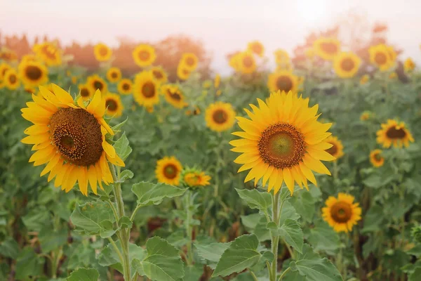 Beautiful Sunflower Field Summer — Stock Photo, Image