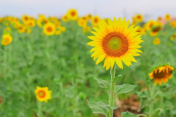 Beautiful Sunflower Field Summer — Stock Photo, Image