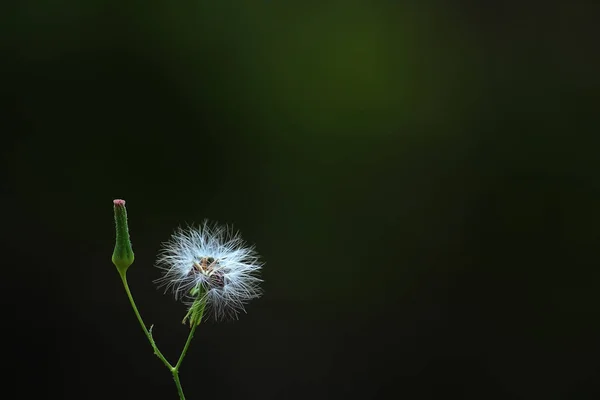 Diente León Sobre Fondo Negro — Foto de Stock