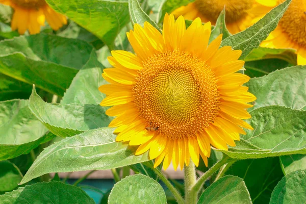 Beautiful Sunflower Field — Stock Photo, Image