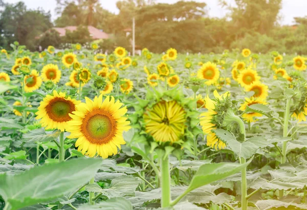 Sunflower Field Summer — Stock Photo, Image