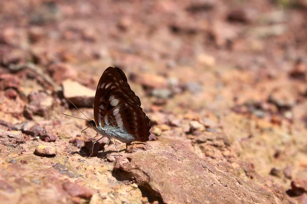 Piękny Motyl Tle Czerni Bieli — Zdjęcie stockowe