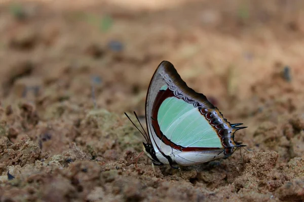 Πεταλούδα Λευκό Φόντο — Φωτογραφία Αρχείου