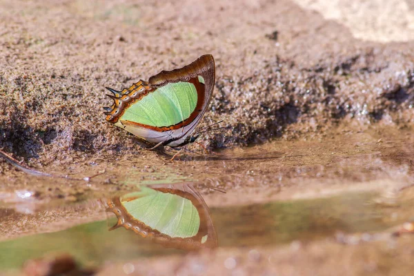 Motyl Wodzie — Zdjęcie stockowe