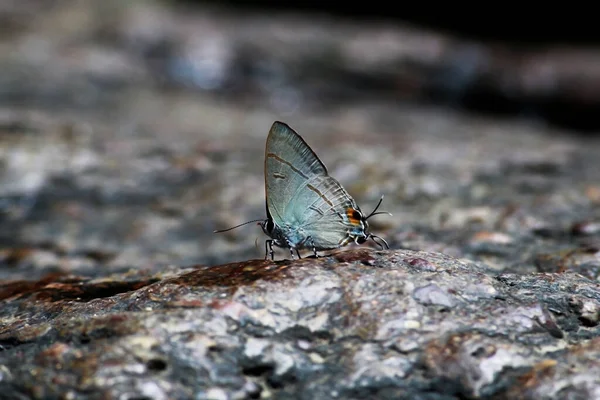 Piękny Motyl Kwiatku — Zdjęcie stockowe