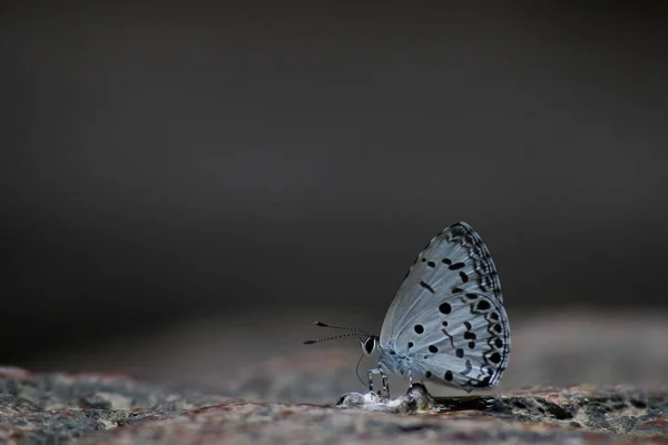 배경에 — 스톡 사진