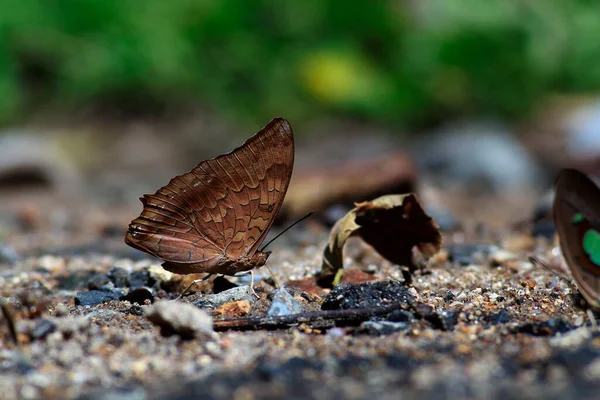 Piękny Motyl Tle Zielonej Trawy — Zdjęcie stockowe