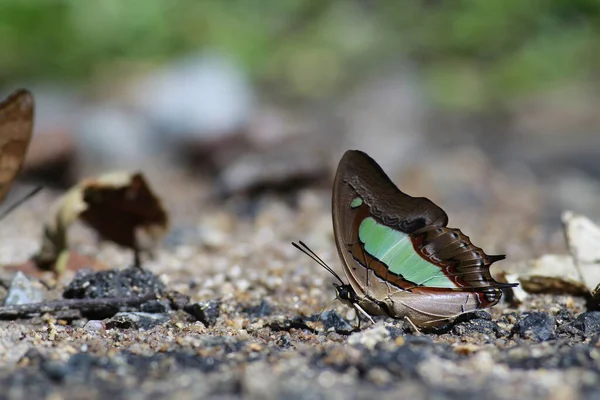 緑の草の上の蝶 — ストック写真