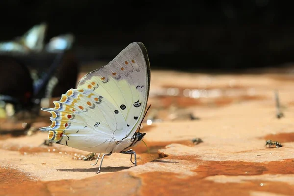 배경에 — 스톡 사진