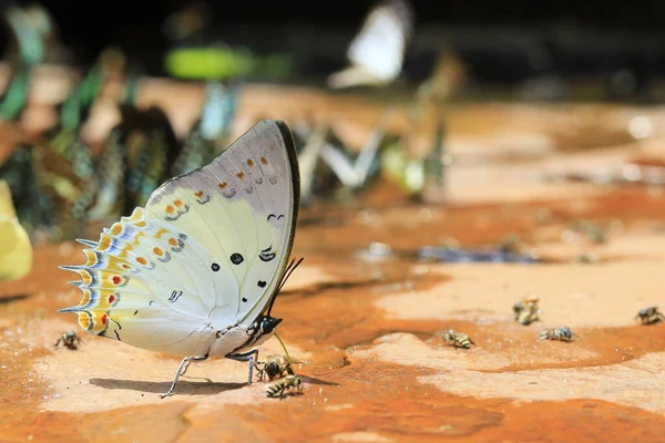 Schmetterling Auf Einer Blume — Stockfoto