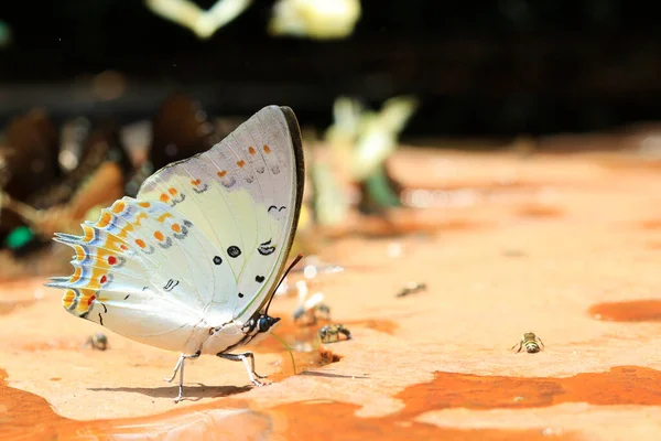Motyl Kwiatku — Zdjęcie stockowe