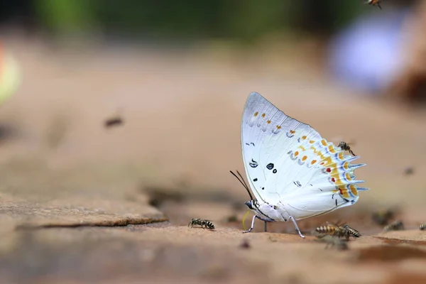 白を背景に蝶が — ストック写真