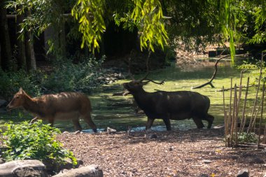Dişi geyik, bir ormanın ortasında derede yürür ve arkasından geyik gelir.