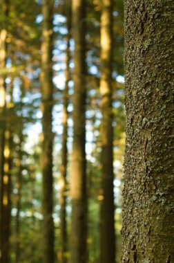 Forest bloored in bokeh