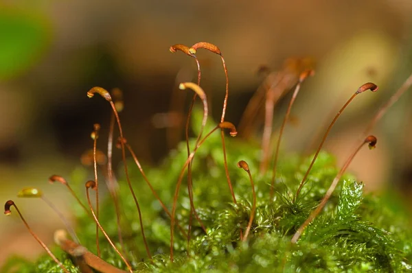 Moss Forest Macro — Fotografia de Stock
