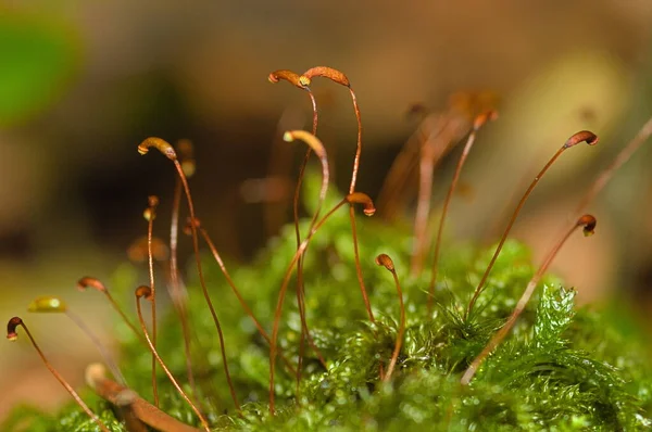 Moss Forest Macro Stock Picture