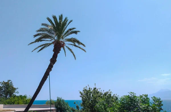 Mavi gökyüzünde palmiye ağaçları