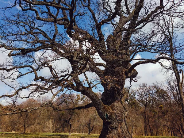 The ancient oak, which is about 800 years old, is guarded by a charitable foundation. They would have died if it wasn't for the care. Once upon a time, the famous writer Taras Shevchenko lived and wrote his works next to them. 