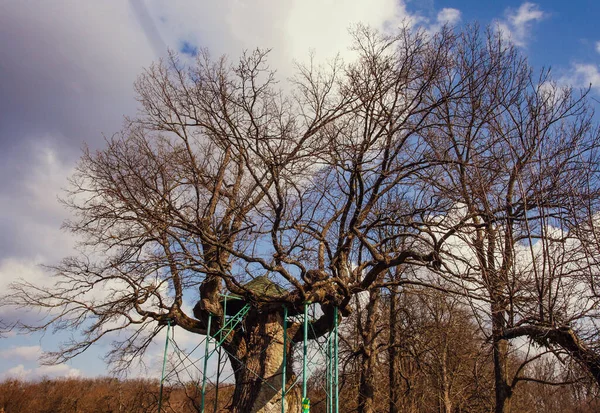 The ancient oak, which is about 800 years old, is guarded by a charitable foundation. They would have died if it wasn't for the care. Once upon a time, the famous writer Taras Shevchenko lived and wrote his works next to them. 