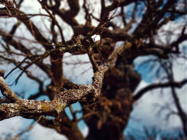 Ancient Oak Which 800 Years Old Guarded Charitable Foundation Would — 图库照片