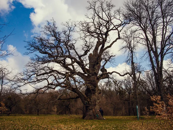 The ancient oak, which is about 800 years old, is guarded by a charitable foundation. They would have died if it wasn't for the care. Once upon a time, the famous writer Taras Shevchenko lived and wrote his works next to them. 